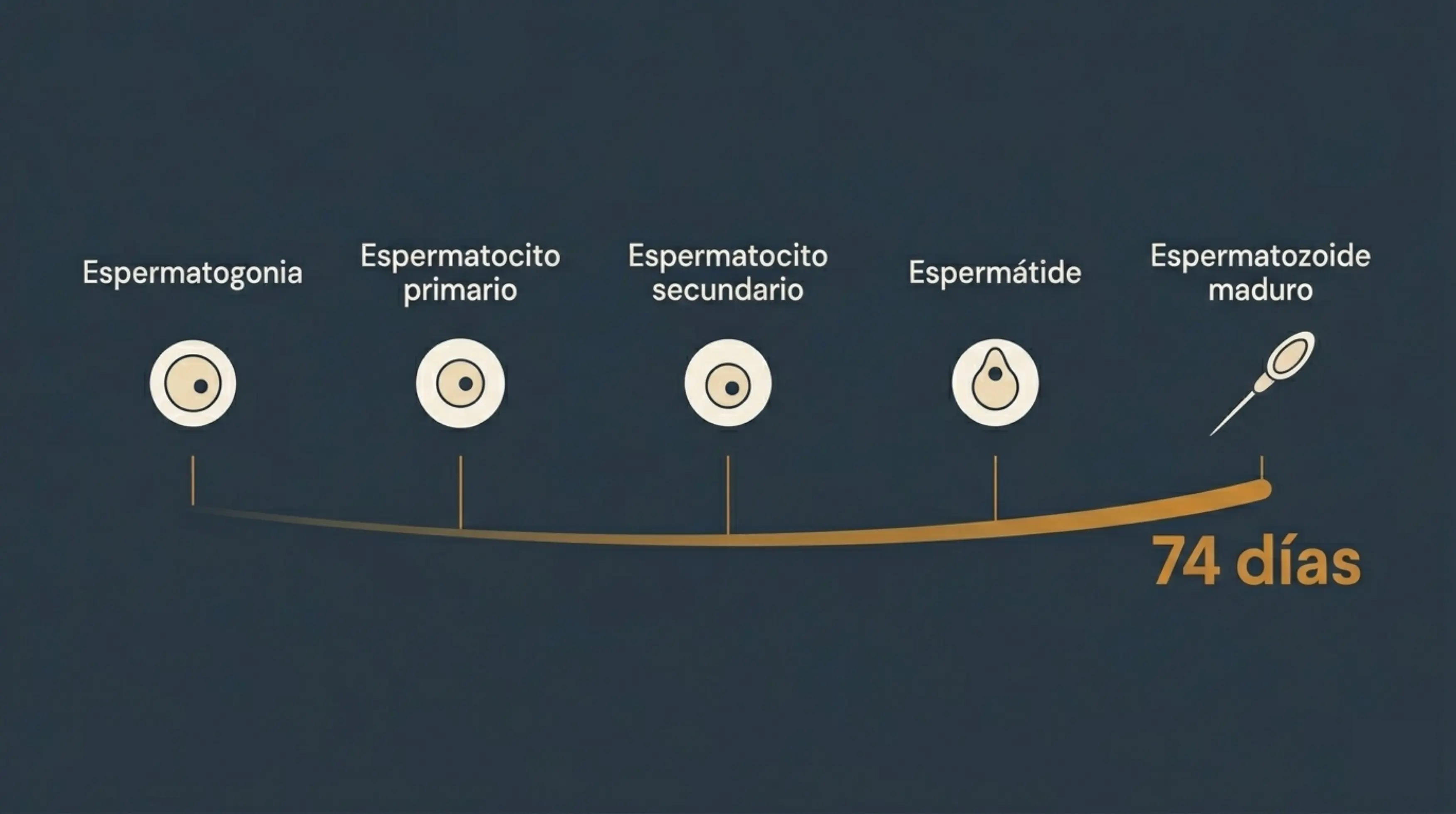 Informe de seminograma con diagnóstico de oligozoospermia y concentración espermática por debajo de 16 millones por mililitro