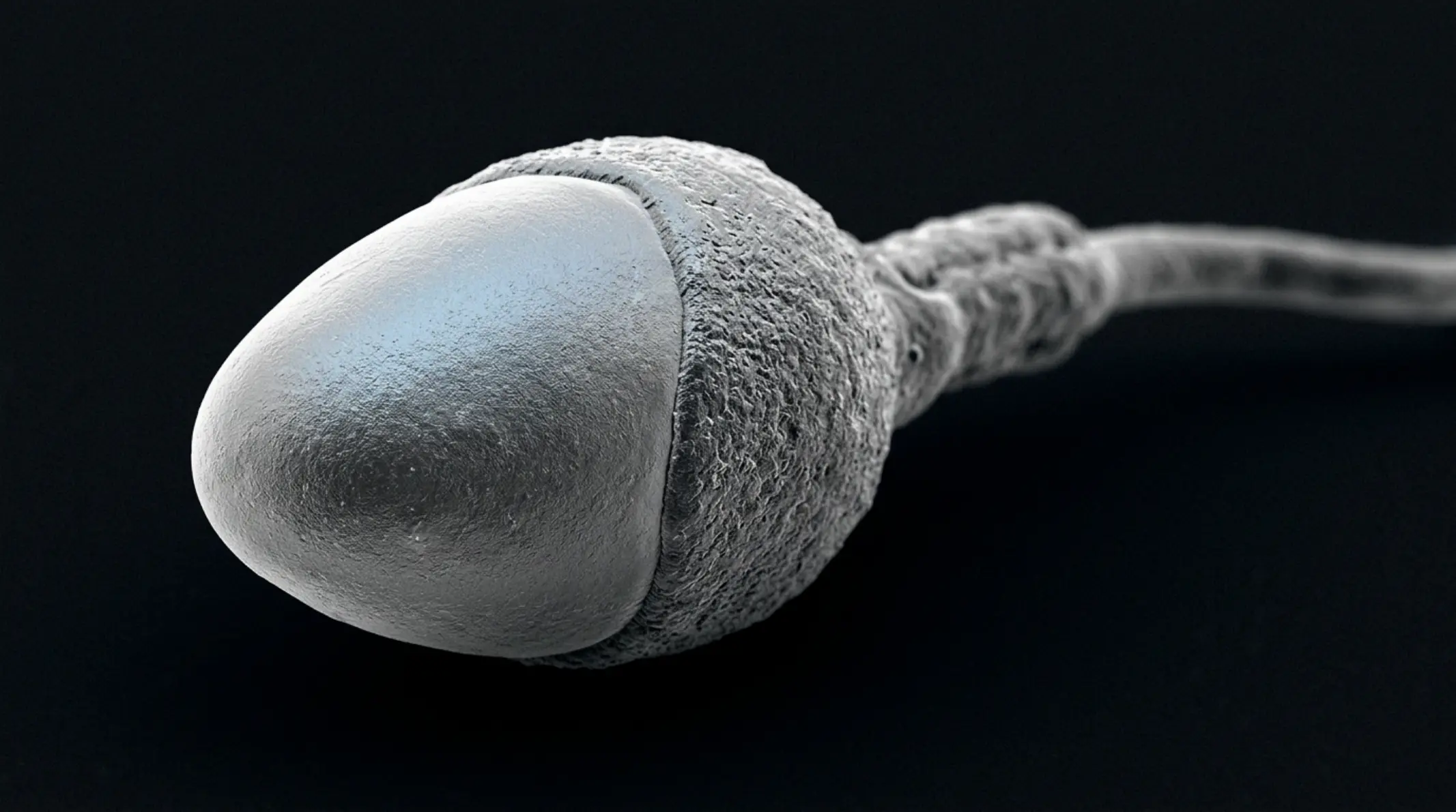 Microscopía de espermatozoides con diferentes defectos morfológicos, cabezas y flagelos con formas anómalas